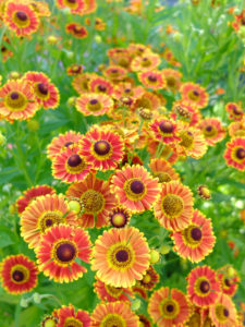 sneezeweed, Helenium x cultorum 'Königstiger' sneezeweed, Helenium x cultorum 'Königstiger'