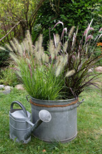 Autumn grasses (Pennisetum Setaceum) "Rubrum" and "Fountain Grass" in a zinc pot and old watering can Autumn grasses (Pennisetum Setaceum) "Rubrum" and "Fountain Grass" in a zinc pot and old watering can