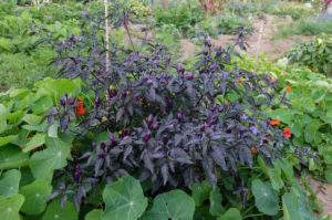 Chili 'Peruvian Purple' (Capsicum frutescens) Chili 'Peruvian Purple' (Capsicum frutescens)
