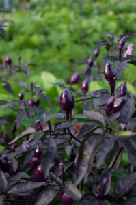 Chili 'Peruvian Purple' (Capsicum frutescens) Chili 'Peruvian Purple' (Capsicum frutescens)