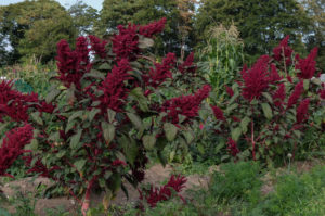 Amaranth (Amaranthus) grows in the garden Amaranth (Amaranthus) grows in the garden