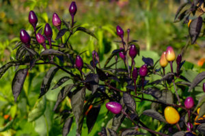 Chili 'Peruvian Purple' (Capsicum frutescens) Chili 'Peruvian Purple' (Capsicum frutescens)