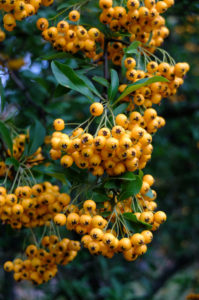 Firethorn 'Orange Charmer' (Pyracantha hybrid) in autumn Firethorn 'Orange Charmer' (Pyracantha hybrid) in autumn