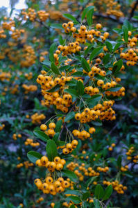 Firethorn 'Orange Charmer' (Pyracantha hybrid) in autumn Firethorn 'Orange Charmer' (Pyracantha hybrid) in autumn