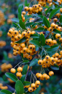 Firethorn 'Orange Charmer' (Pyracantha hybrid) in autumn Firethorn 'Orange Charmer' (Pyracantha hybrid) in autumn