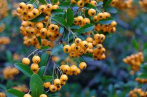 Firethorn 'Orange Charmer' (Pyracantha hybrid) in autumn Firethorn 'Orange Charmer' (Pyracantha hybrid) in autumn