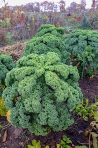 Kale (Brassica oleracea var. Sabellica) in the autumn garden Kale (Brassica oleracea var. Sabellica) in the autumn garden