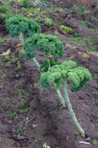 Kale (Brassica oleracea var. Sabellica) in the autumn garden Kale (Brassica oleracea var. Sabellica) in the autumn garden