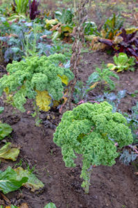 Kale (Brassica oleracea var. Sabellica) in the autumn garden Kale (Brassica oleracea var. Sabellica) in the autumn garden