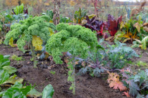 Kale (Brassica oleracea var. Sabellica) in the autumn garden Kale (Brassica oleracea var. Sabellica) in the autumn garden