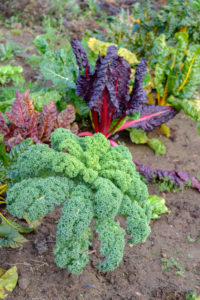 Kale (Brassica oleracea var. Sabellica) in mixed culture with Swiss chard (against leaf blotch disease) in the autumnal bed Kale (Brassica oleracea var. Sabellica) in mixed culture with Swiss chard (against leaf blotch disease) in the autumnal bed