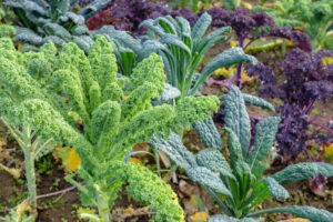 Kale (Brassica oleracea var. Sabellica) with palm cabbage and purple kale in the autumnal bed Kale (Brassica oleracea var. Sabellica) with palm cabbage and purple kale in the autumnal bed