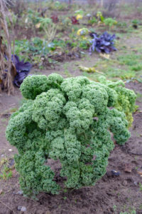Kale (Brassica oleracea var. Sabellica) in the autumn garden Kale (Brassica oleracea var. Sabellica) in the autumn garden