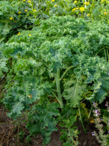 Kale (Brassica oleracea var. Sabellica) in the vegetable patch, summer Kale (Brassica oleracea var. Sabellica) in the vegetable patch, summer