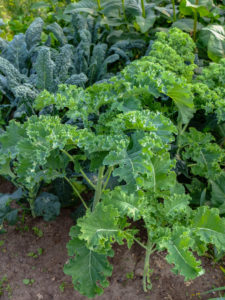 Kale (Brassica oleracea var. Sabellica) with palm cabbage in the vegetable patch Kale (Brassica oleracea var. Sabellica) with palm cabbage in the vegetable patch