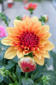 Blossom of a decorative dahlia (decorative dahlia), portrait Blossom of a decorative dahlia (decorative dahlia), portrait