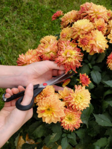 Remove faded flowers from a dahlia, garden practice Remove faded flowers from a dahlia, garden practice