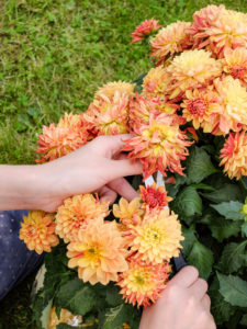 Remove faded flowers from a dahlia, garden practice Remove faded flowers from a dahlia, garden practice