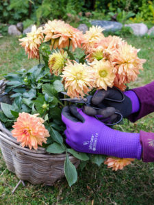 Remove faded flowers from a dahlia, garden practice Remove faded flowers from a dahlia, garden practice