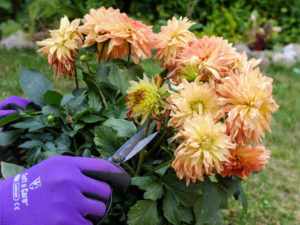 Remove faded flowers from a dahlia, garden practice Remove faded flowers from a dahlia, garden practice