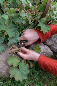 Trockene Blätter von Frauenmantel (Alchemilla) entfernen, Gartenpraxis Trockene Blätter von Frauenmantel (Alchemilla) entfernen, Gartenpraxis