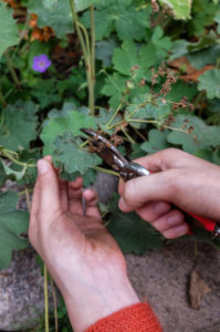 Removing dry leaves from lady's mantle (Alchemilla), garden practice Removing dry leaves from lady's mantle (Alchemilla), garden practice