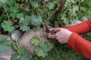Removing dry leaves from lady's mantle (Alchemilla), garden practice Removing dry leaves from lady's mantle (Alchemilla), garden practice