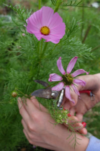 Remove faded flowers from Cosmea, gardening practice Remove faded flowers from Cosmea, gardening practice