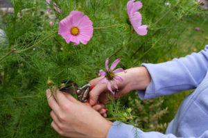 Remove faded flowers from Cosmea, gardening practice Remove faded flowers from Cosmea, gardening practice