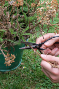 Remove faded umbels of yarrow (Achillea), garden practice Remove faded umbels of yarrow (Achillea), garden practice