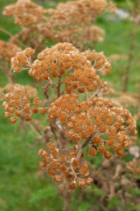 Yarrow (Achillea) in autumn Yarrow (Achillea) in autumn