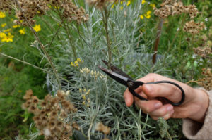 Cut back curry herb (Helichrysum italicum) in autumn, garden practice Cut back curry herb (Helichrysum italicum) in autumn, garden practice