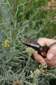 Cut back curry herb (Helichrysum italicum) in autumn, garden practice Cut back curry herb (Helichrysum italicum) in autumn, garden practice