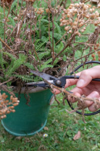 Remove faded umbels of yarrow (Achillea), garden practice Remove faded umbels of yarrow (Achillea), garden practice