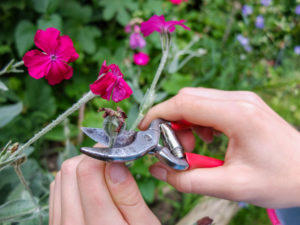 Removing faded flowers of the crown carnation (bot.Silene coronaria), garden practice Removing faded flowers of the crown carnation (bot.Silene coronaria), garden practice