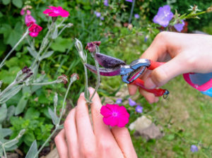 Removing faded flowers of the crown carnation (bot.Silene coronaria), garden practice Removing faded flowers of the crown carnation (bot.Silene coronaria), garden practice