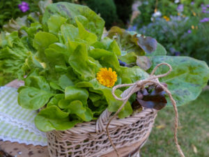 Various freshly picked salads in a decorative basket Various freshly picked salads in a decorative basket