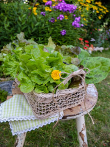 Various freshly picked salads in a decorative basket Various freshly picked salads in a decorative basket