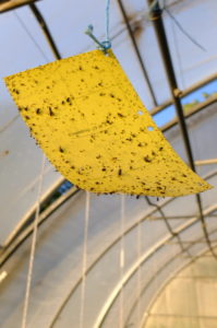 Yellow board (glue trap) for pest control in the greenhouse Yellow board (glue trap) for pest control in the greenhouse