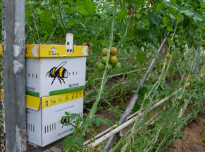 Bumblebee box with the bumblebees for pollination of tomatoes in the greenhouse Bumblebee box with the bumblebees for pollination of tomatoes in the greenhouse