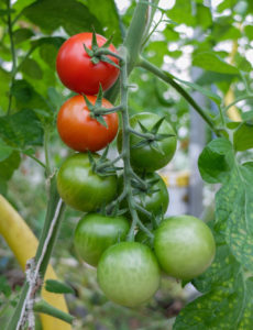 Truss tomatoes ripen in the greenhouse Truss tomatoes ripen in the greenhouse