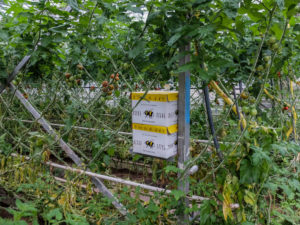 Bumblebee box with the bumblebees for pollination of tomatoes in the greenhouse Bumblebee box with the bumblebees for pollination of tomatoes in the greenhouse