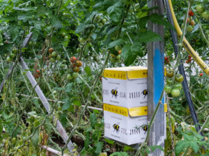 Bumblebee box with the bumblebees for pollination of tomatoes in the greenhouse Bumblebee box with the bumblebees for pollination of tomatoes in the greenhouse