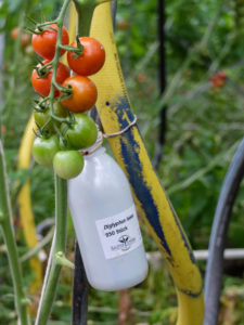 Biological beneficials in the greenhouse. Diglyphus isaea - parasitic wasp to combat leaf fly Biological beneficials in the greenhouse. Diglyphus isaea - parasitic wasp to combat leaf fly