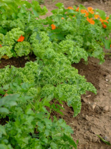 Kale (Brassica oleracea var. Sabellica) in the vegetable patch, summer Kale (Brassica oleracea var. Sabellica) in the vegetable patch, summer