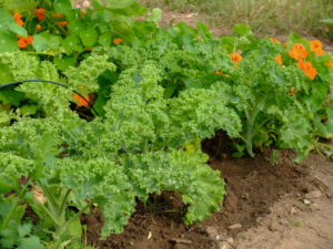 Kale (Brassica oleracea var. Sabellica) in the vegetable patch, summer Kale (Brassica oleracea var. Sabellica) in the vegetable patch, summer