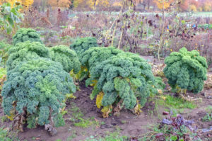 Kale (Brassica oleracea var. Sabellica) in the autumn garden Kale (Brassica oleracea var. Sabellica) in the autumn garden