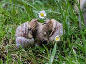 Weinbergschnecken (Helix pomatia) bei der Paarung Weinbergschnecken (Helix pomatia) bei der Paarung
