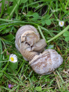 Weinbergschnecken (Helix pomatia) bei der Paarung Weinbergschnecken (Helix pomatia) bei der Paarung