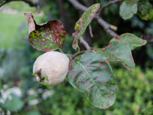 Quittenblätter (Cydonia oblonga) befallen mit Blattbräune (Diplocaron mespili) Quittenblätter (Cydonia oblonga) befallen mit Blattbräune (Diplocaron mespili)